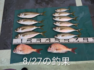 マダイ