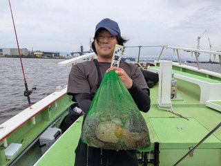 マダコ