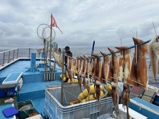 スルメイカ