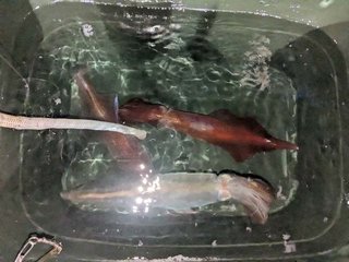 アカイカ