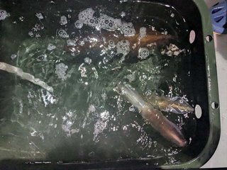 アカイカ