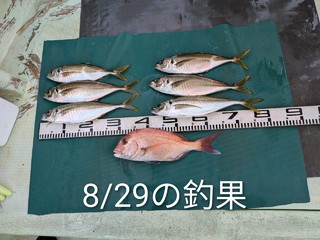 マダイ