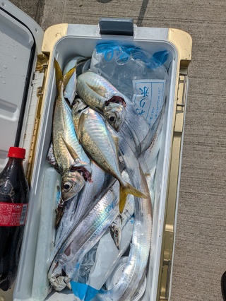 タチウオ