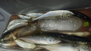 アジ