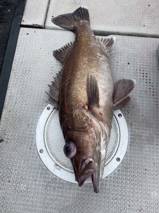 アラ