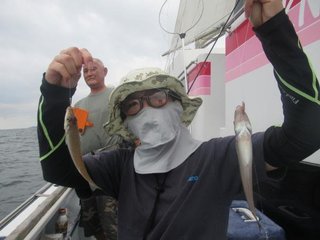 シロギス