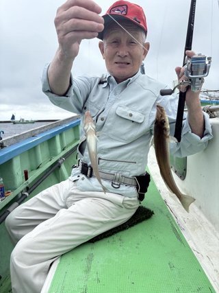 シロギス