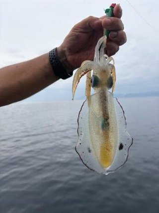 アオリイカ