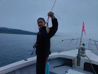 アオリ