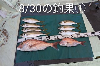 マダイ