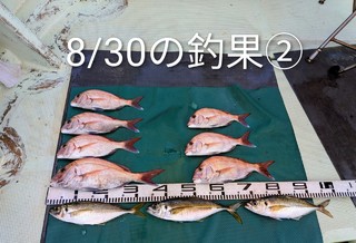 マダイ