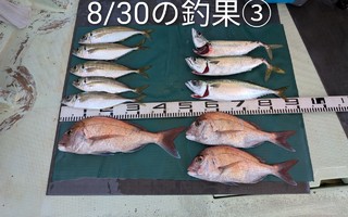 マダイ