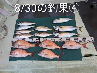 マダイ
