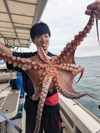 マダコ