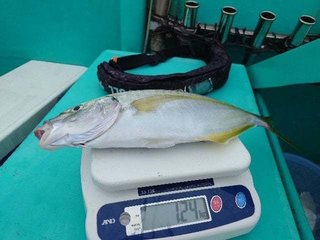 シマアジ