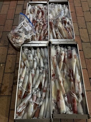 ケンサキ