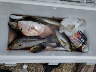 ハナダイ