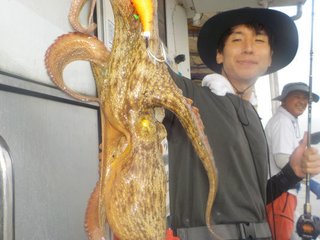 マダコ