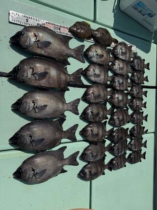 イシダイ