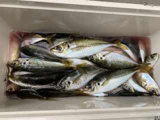 アジ