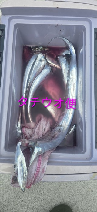 タチウオ