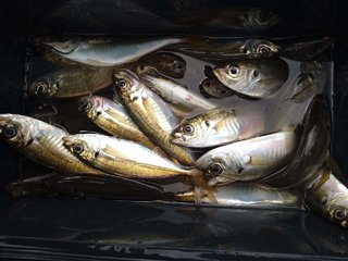 アジ