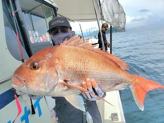 マダイ