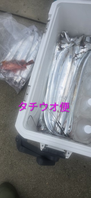 タチウオ