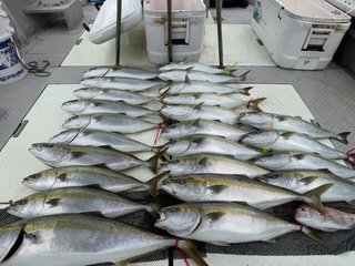ハマチ