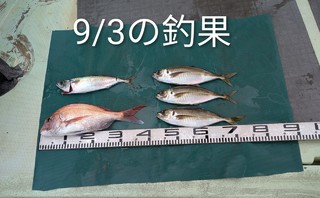 マダイ