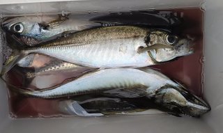 アジ