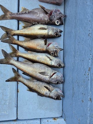クロムツ