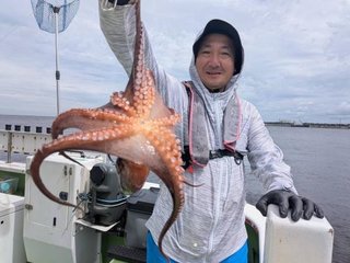 マダコ