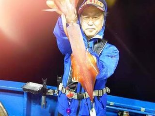 アオリイカ