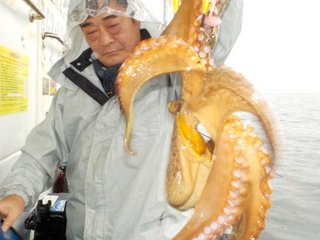 マダコ