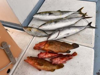 カンパチ