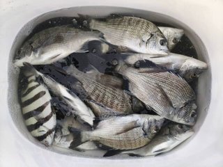 チヌ