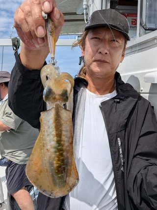 アオリイカ