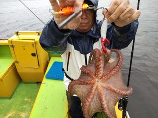 マダコ