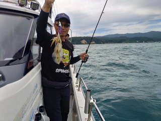 アオリ