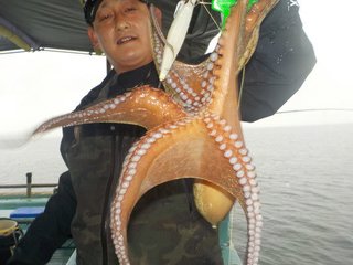 マダコ