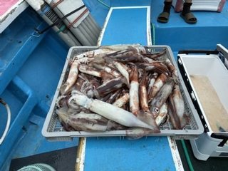 スルメイカ