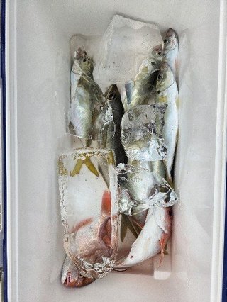 アジ