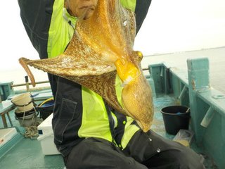 タコ
