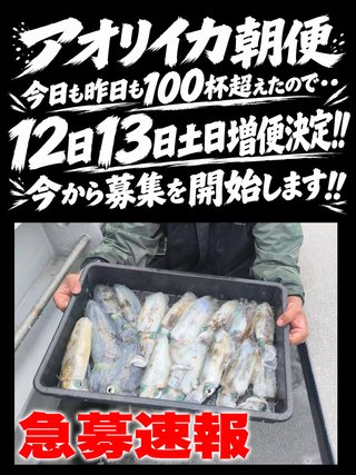 アオリイカ