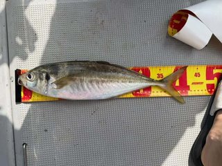 サワラ