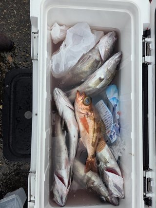アラ