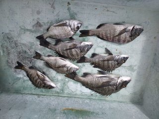 チヌ