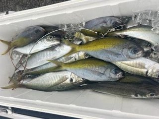 ウメイロ