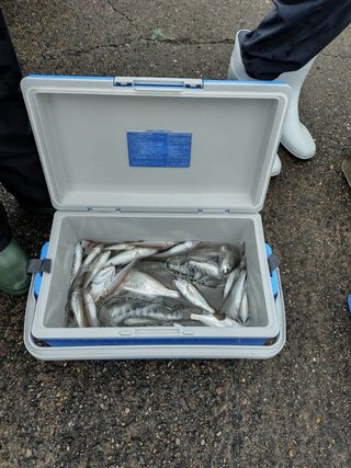 シロギス